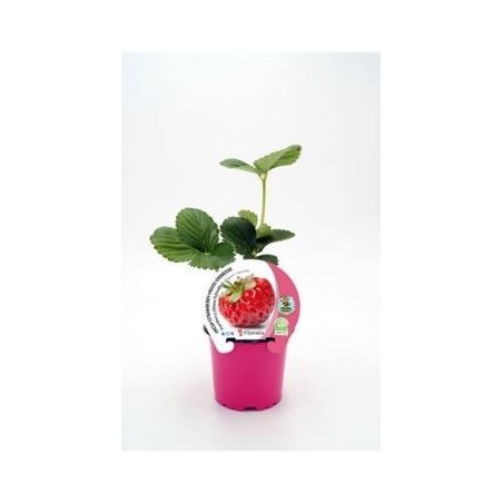 FRESA FRAMBERRY PRODUCTO NATURAL MACETA 10,5CM