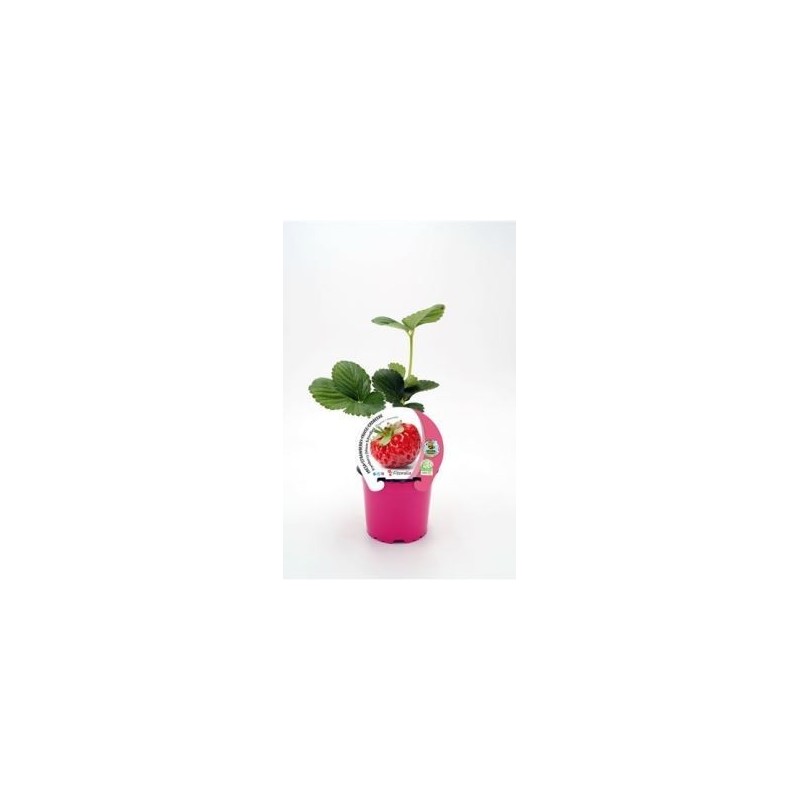 FRESA FRAMBERRY PRODUCTO NATURAL MACETA 10,5CM