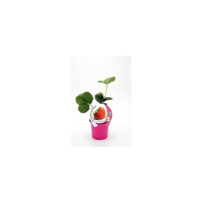 FRESA CHARLOTTE PRODUCTO NATURAL MACETA 10,5CM