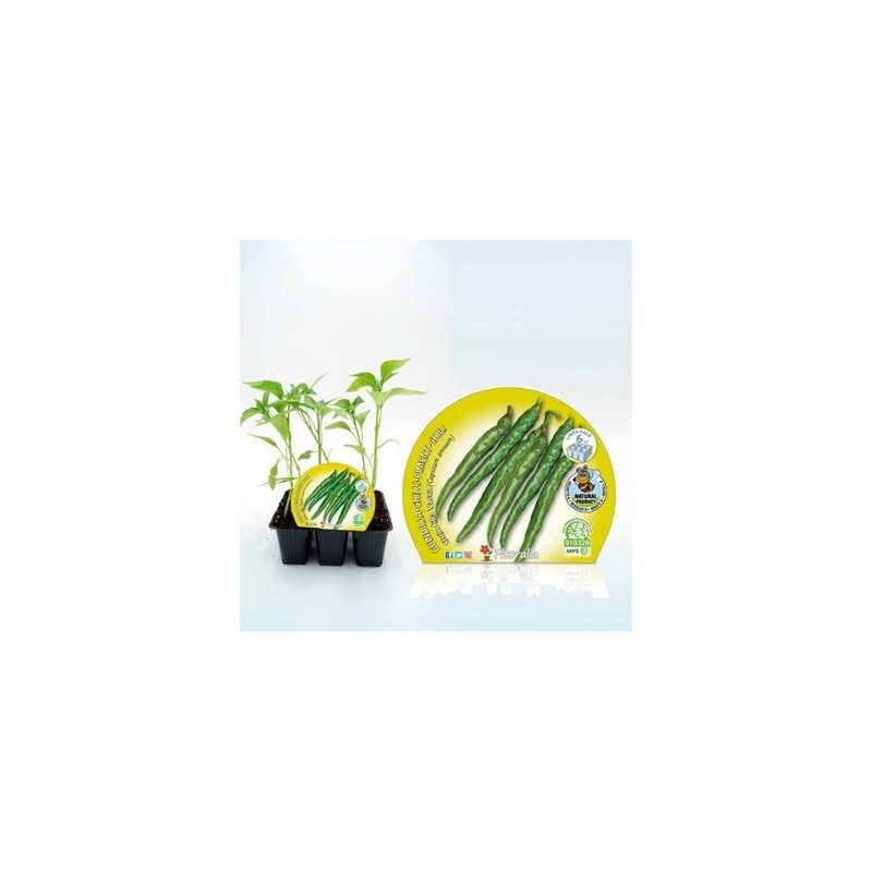 GUINDILLA VASCA PRODUCTO NATURAL PACK 6 PLANTONES