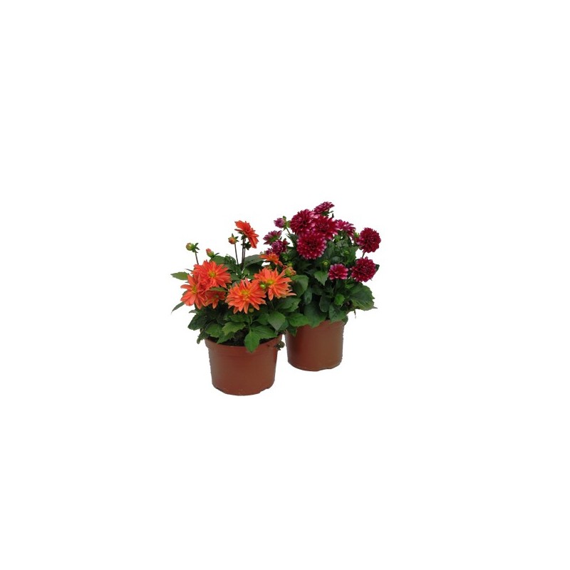 DALIA ESQUEJE MACETA 15CM