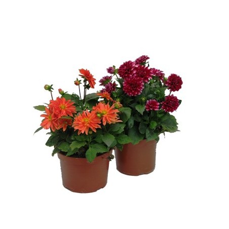 DALIA ESQUEJE MACETA 15CM
