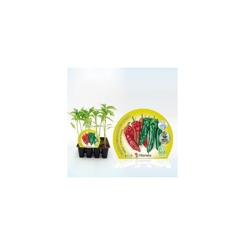 PIMIENTO ITALIANO PRODUCTO NATURAL B12 PLANTONES