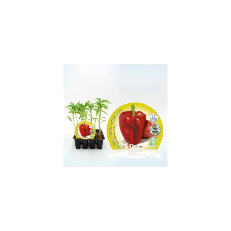 PIMIENTO ROJO PRODUCTO NATURAL12 PLANTONES