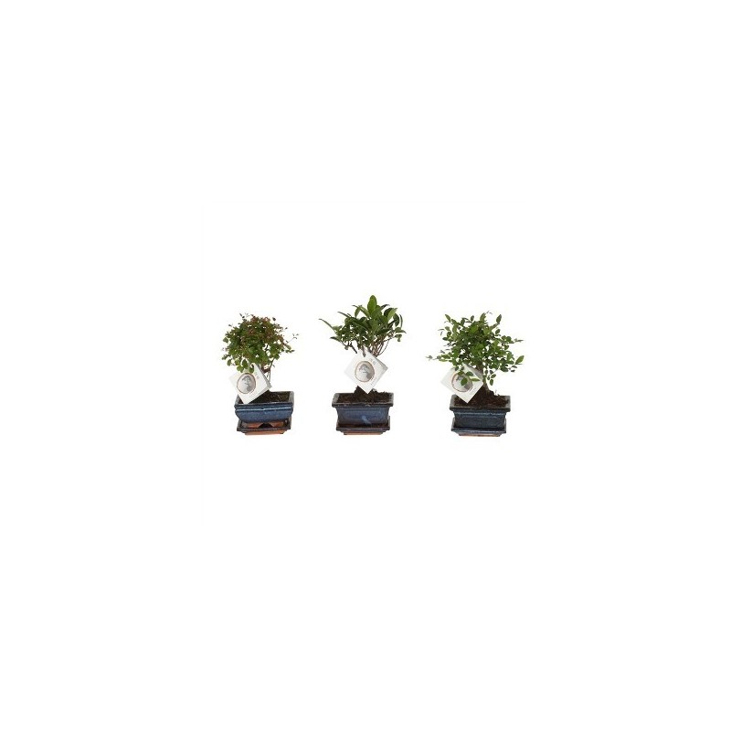 BONSAI AZALEA MACETA 15CM