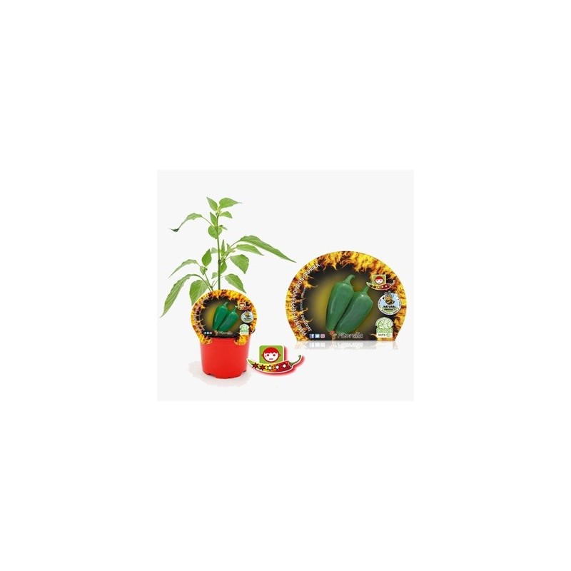 PIMIENTO JALAPENO PRODUCTO NATURAL MACETA 11CM