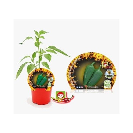 PIMIENTO JALAPENO PRODUCTO NATURAL MACETA 11CM