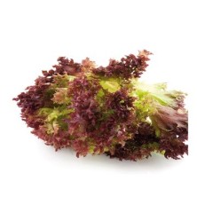 LECHUGA LOLLO ROSA PACK 12 PLANTONES