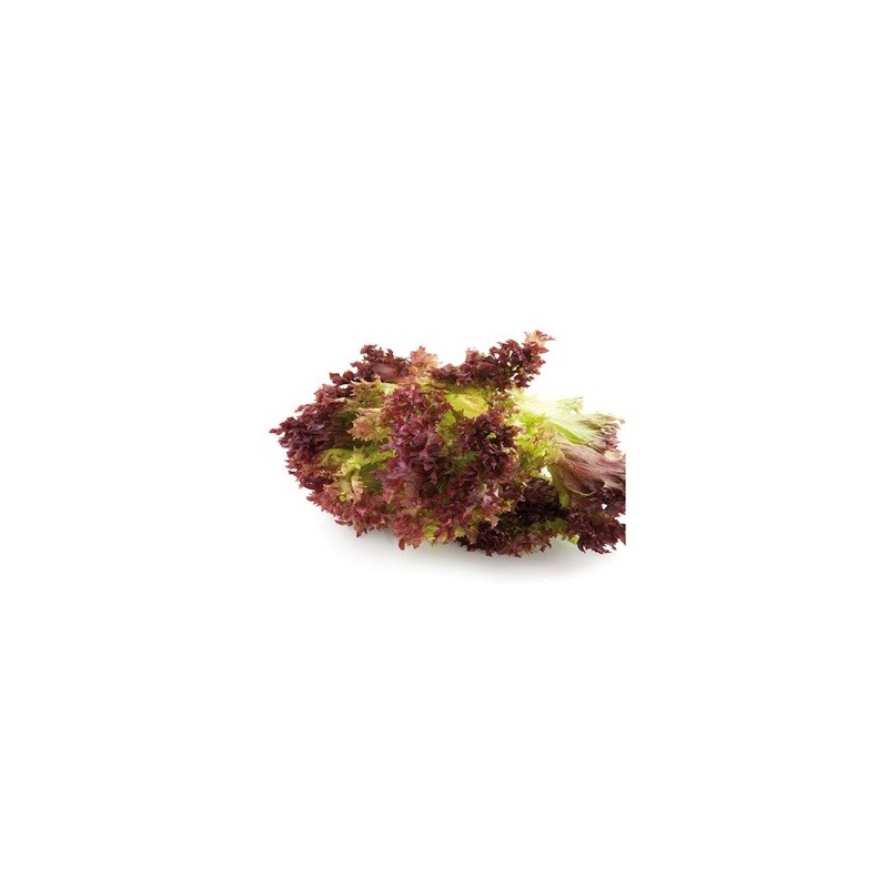 LECHUGA LOLLO ROSA PACK 12 PLANTONES