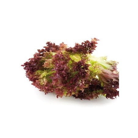 LECHUGA LOLLO ROSA PACK 12 PLANTONES