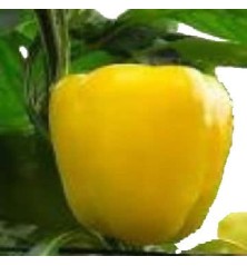 PIMIENTO AMARILLO PRODUCTO NATURAL MACETA 10,5CM