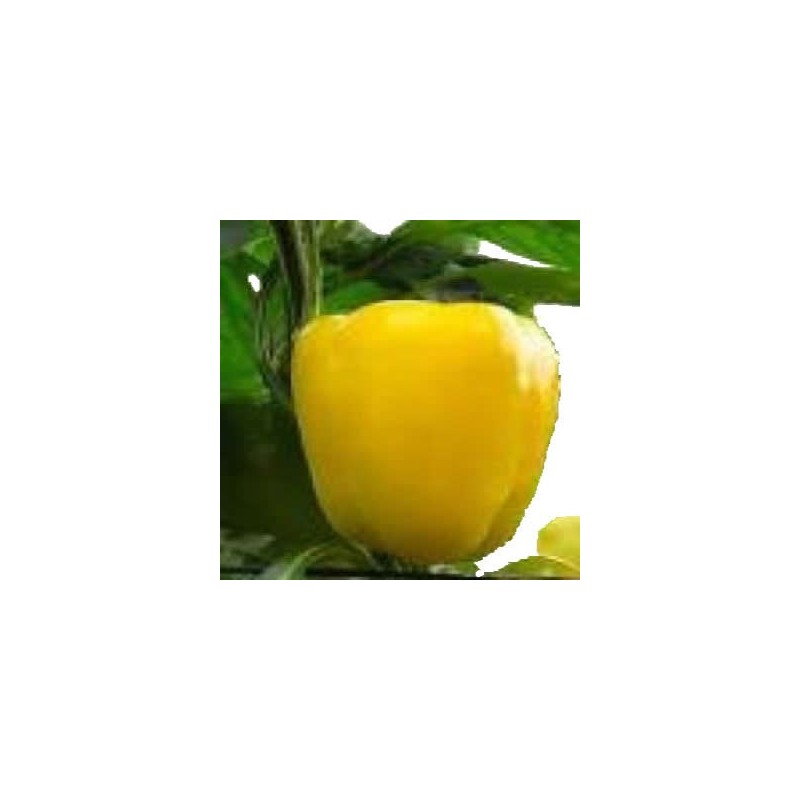 PIMIENTO AMARILLO PRODUCTO NATURAL MACETA 10,5CM
