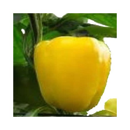 PIMIENTO AMARILLO PRODUCTO NATURAL MACETA 10,5CM