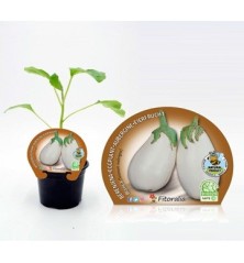 BERENJENA BLANCA PRODUCTO NATURAL M10,5CM