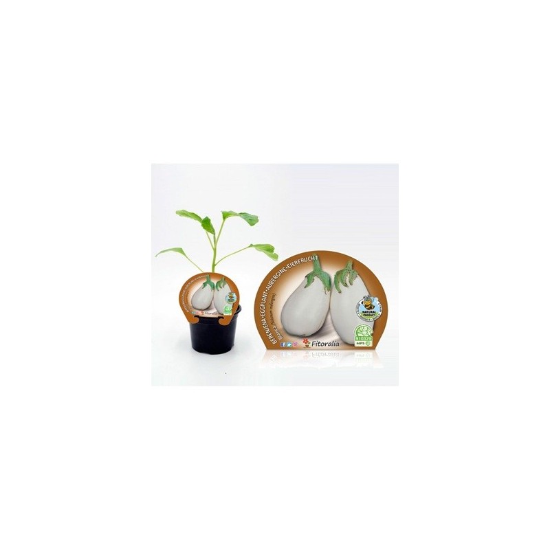 BERENJENA BLANCA PRODUCTO NATURAL M10,5CM