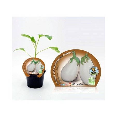 BERENJENA BLANCA PRODUCTO NATURAL M10,5CM