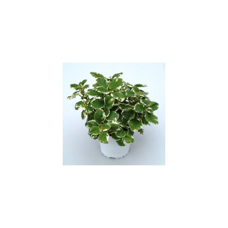 INCIENSO TARRINA 15CM