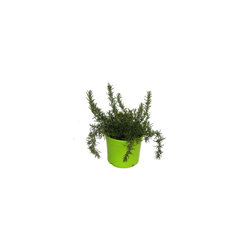 ROMERO RASTRERO MACETA 14CM