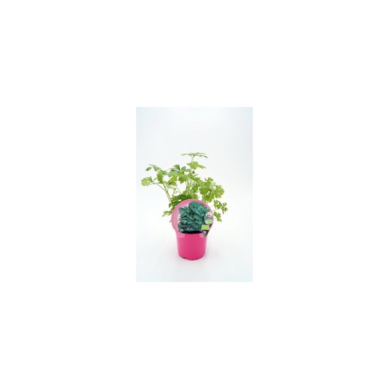 CILANTRO PRODUCTO NATURAL MACETA 10,5CM
