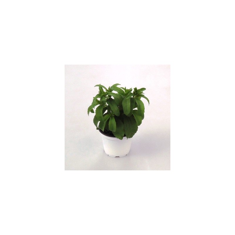 STEVIA ECOLOGICA MACETA 11CM
