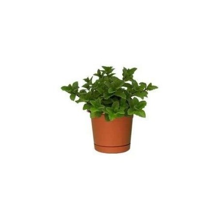 MENTA ECOLOGICA MACETA 11CM