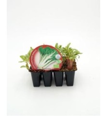 ACELGA PRODUCTO NATURAL BANDEJA 12 PLANTONES