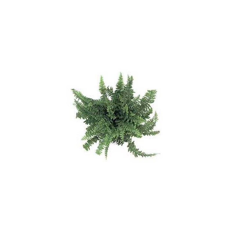HELECHO CORDATA MACETA 5L