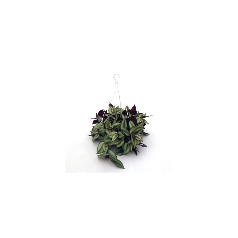 TRADESCANTIA ZEBRINA TARRINA 1,6L