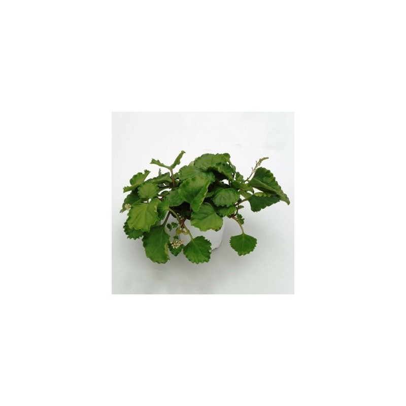 PLANTA DINERO MACETA 11CM