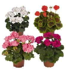 GERANIO MACETA 15CM VARIOS COLORES
