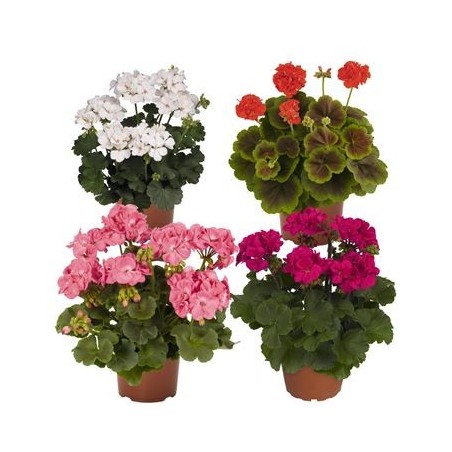 GERANIO MACETA 15CM VARIOS COLORES