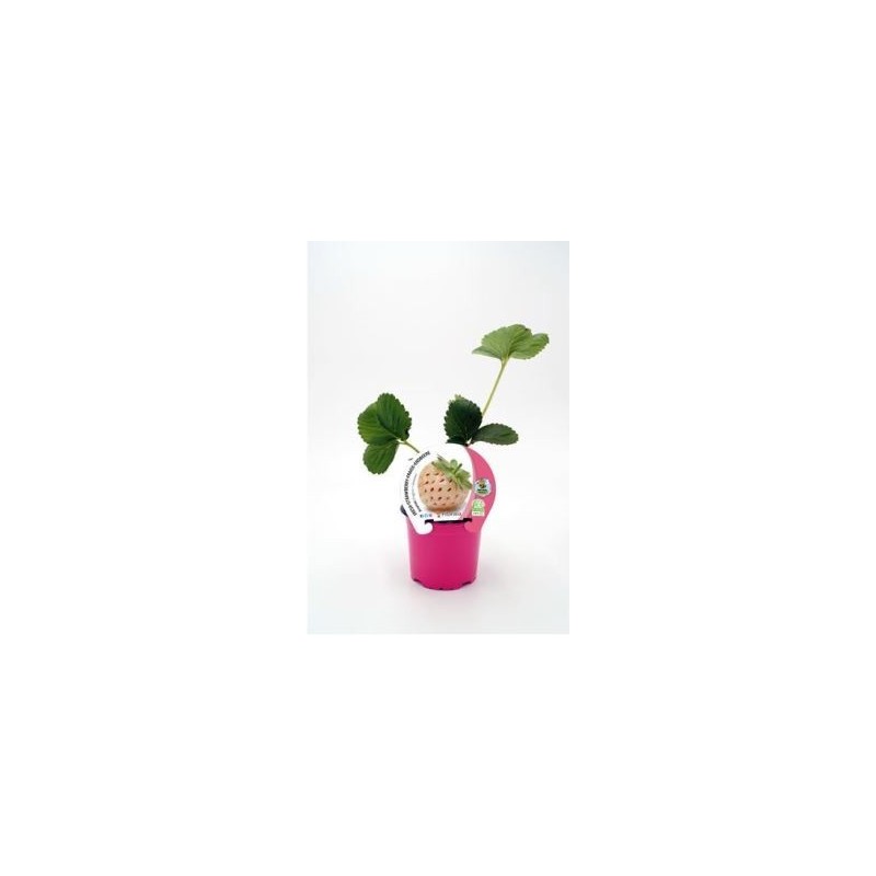 FRESA ANANAS PRODUCTO NATURAL MACETA 10,5CM