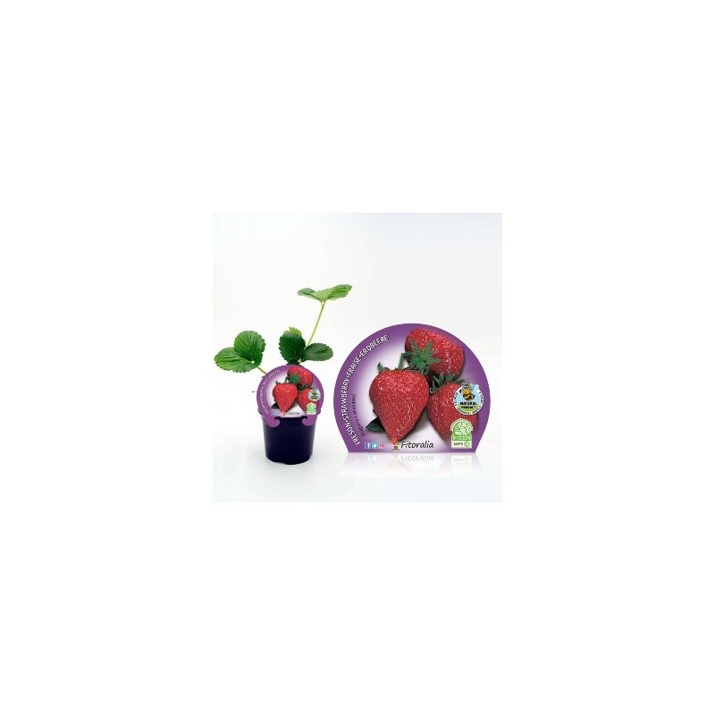 FRESON PRODUCTO NATURAL MACETA 10.5CM