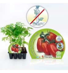 TOMATE PERA MATA BAJA PRODUCTO NATURAL 12 PLANTON