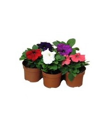 PETUNIA MACETA 10,5CM VARIOS COLORES