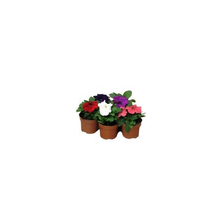 PETUNIA MACETA 10,5CM VARIOS COLORES