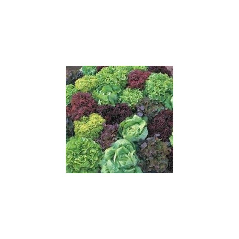LECHUGA MARAVILLA VERANO PACK 12 PLANTONES