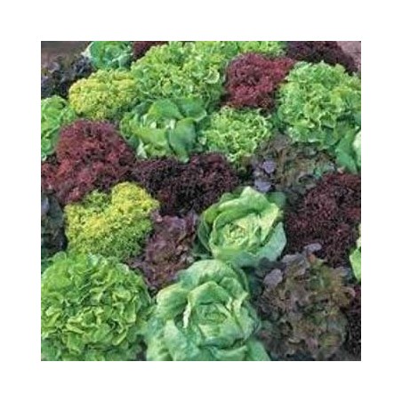 LECHUGA MARAVILLA VERANO PACK 12 PLANTONES