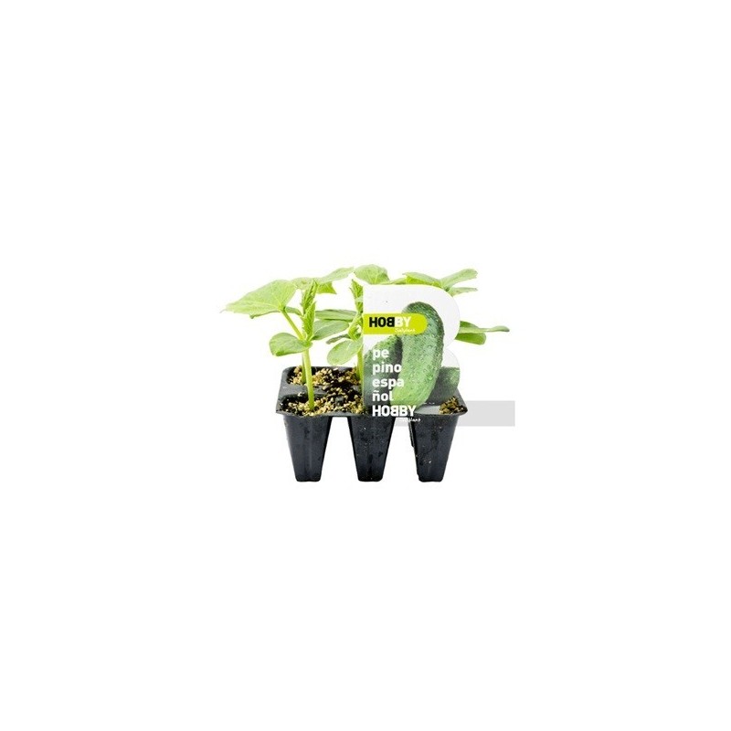PEPINO ESPAÑOL PACK 6 PLANTONES