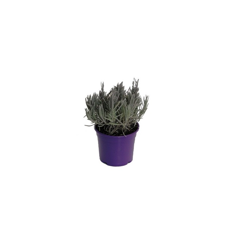 LAVANDA ECOLOGICA MACETA 11CM