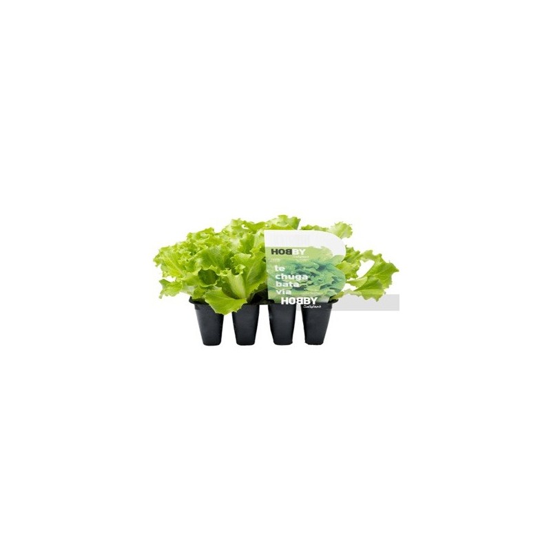 LECHUGA BATAVIA ECOLOGICA PACK 6 PLANTONES