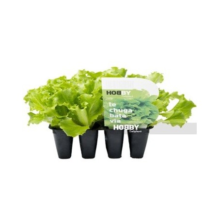 LECHUGA BATAVIA ECOLOGICA PACK 6 PLANTONES