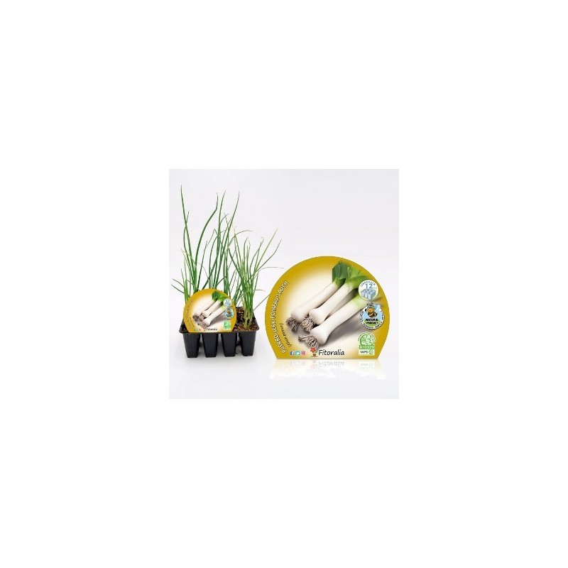 PUERRO PRODUCTO NATURAL BANDEJA 12 PLANTONES
