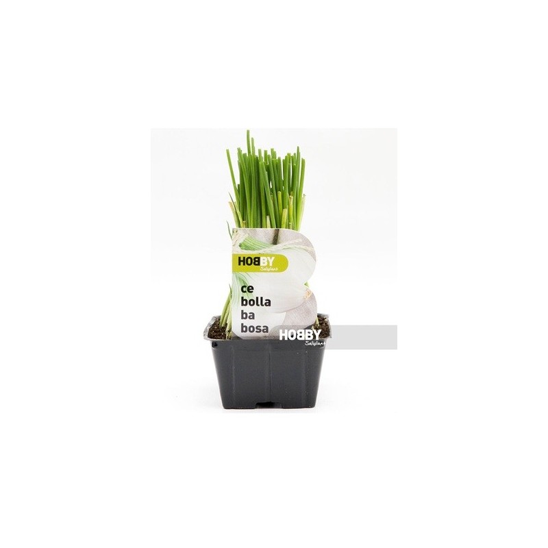 CEBOLLA BABOSA PRODUCTO NATURAL BANDEJA 12 PLANTON