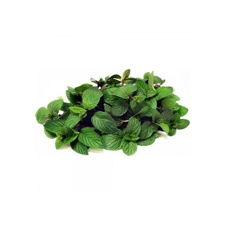 MENTA CHOCOLATE MACETA 10,5CM