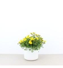 BIDENS MACETA 13CM