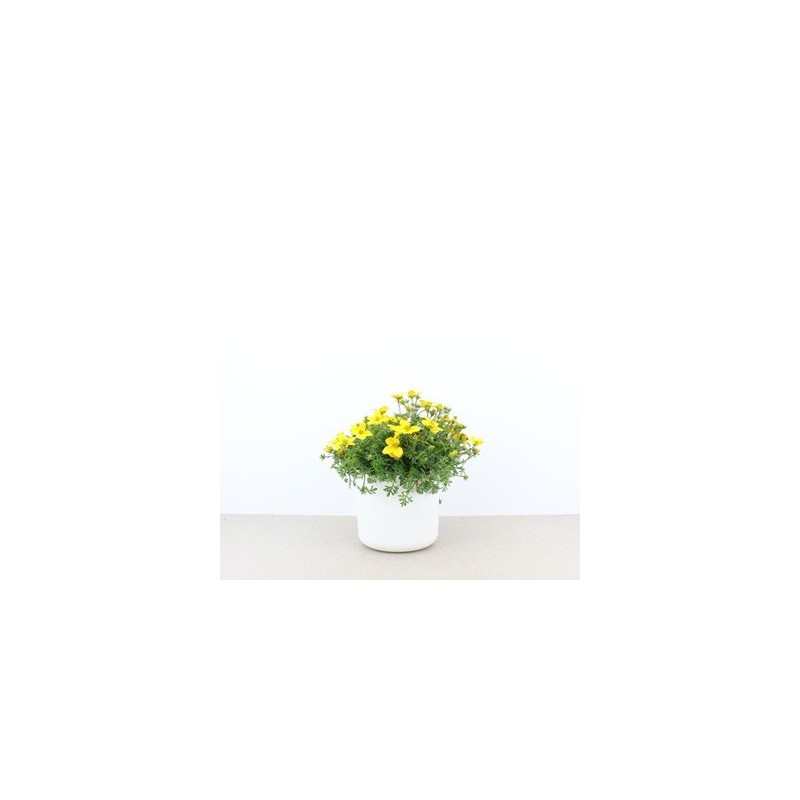BIDENS MACETA 13CM