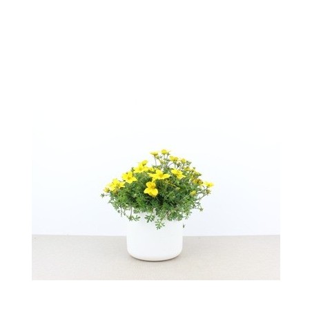 BIDENS MACETA 13CM