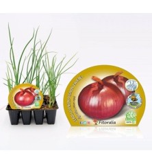CEBOLLA PRODUCTO NATURA FIGUERAS PACK 12 PLANTONES