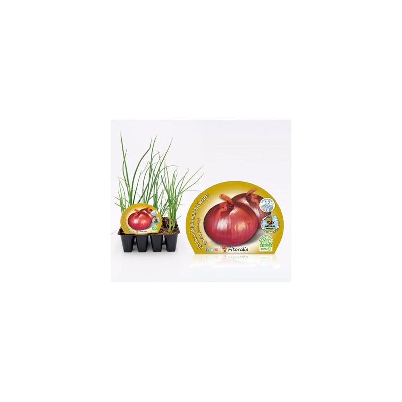 CEBOLLA PRODUCTO NATURA FIGUERAS PACK 12 PLANTONES